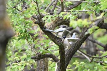 オナガ 小石川植物園 2017年5月9日(火)