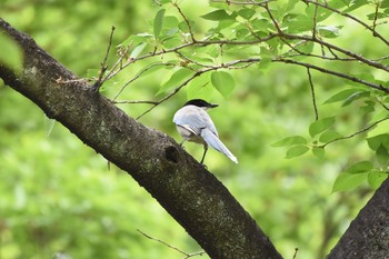 オナガ 小石川植物園 2017年5月9日(火)