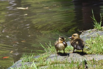 2017年5月21日(日) 小石川後楽園の野鳥観察記録