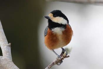 ヤマガラ 北海道 函館市 見晴公園 2019年2月18日(月)