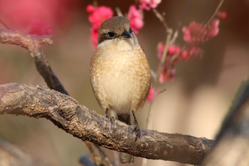 Bull-headed Shrike 東京都多摩地域 Mon, 2/18/2019