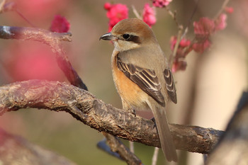 Bull-headed Shrike 東京都多摩地域 Mon, 2/18/2019