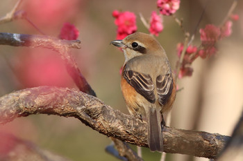 Bull-headed Shrike 東京都多摩地域 Mon, 2/18/2019