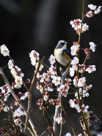 ルリビタキ 場所が不明 2019年2月18日(月)