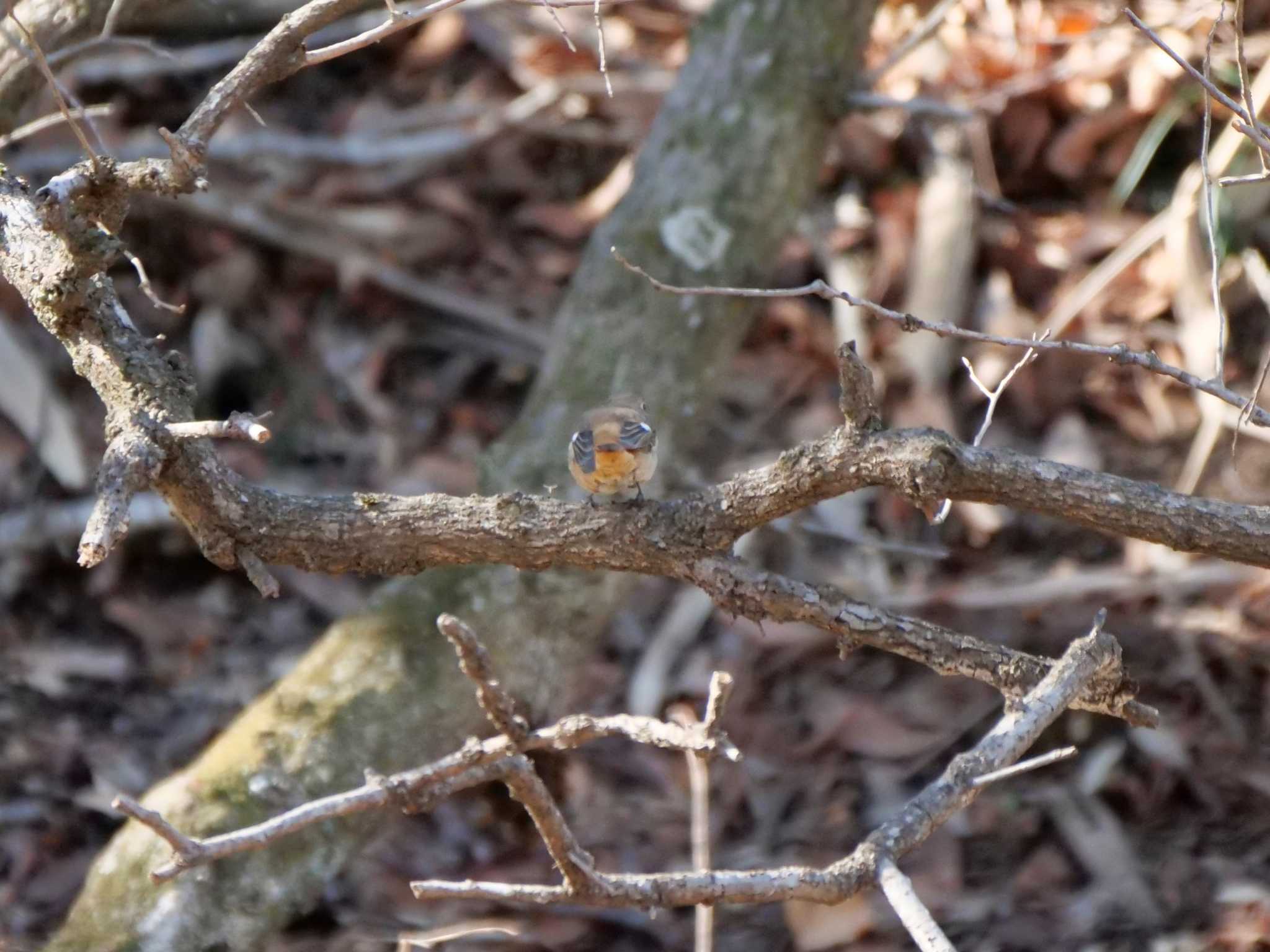 Photo of Daurian Redstart at 七つ洞公園 by 栗もなか