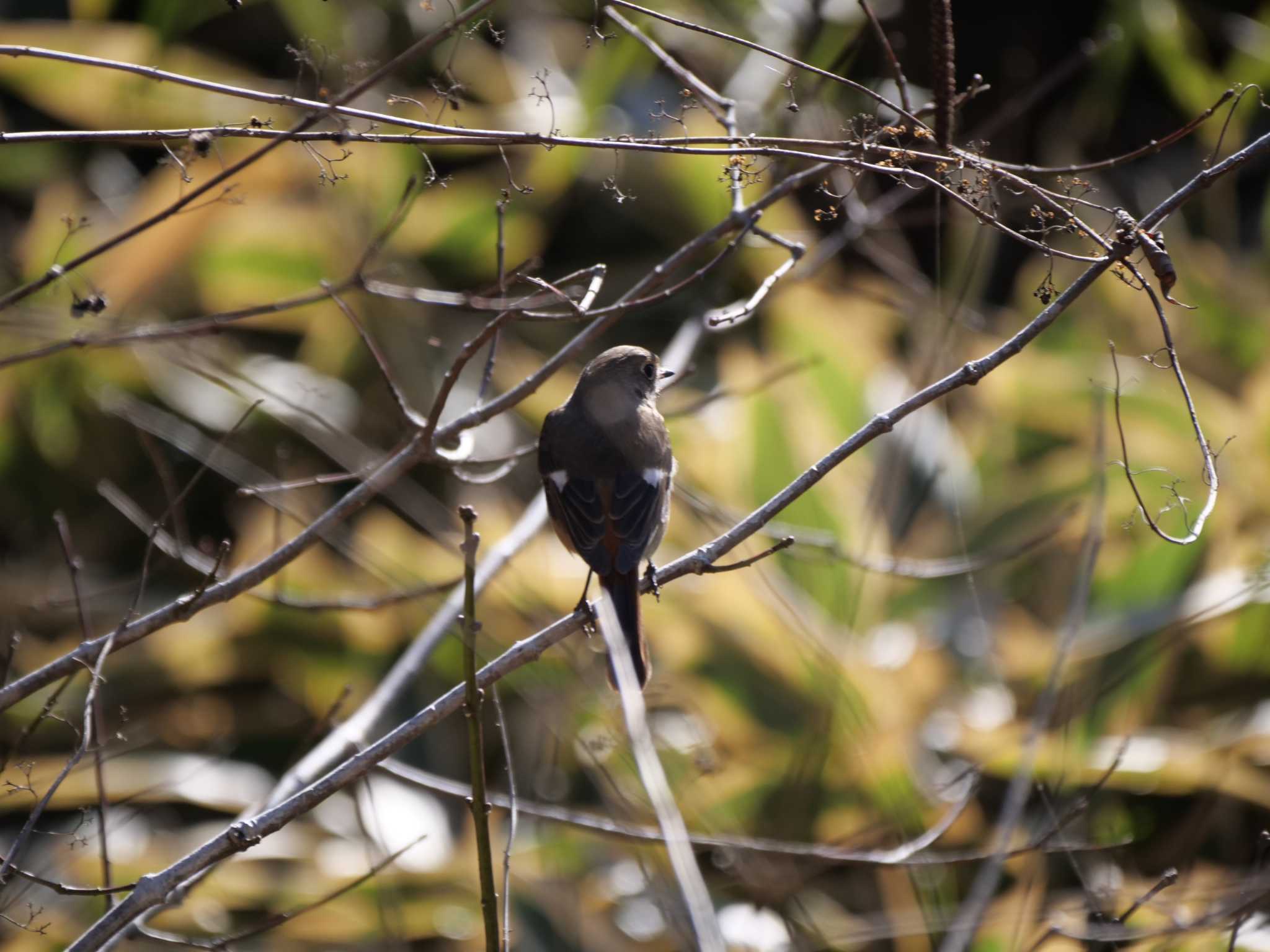 Photo of Daurian Redstart at 七つ洞公園 by 栗もなか