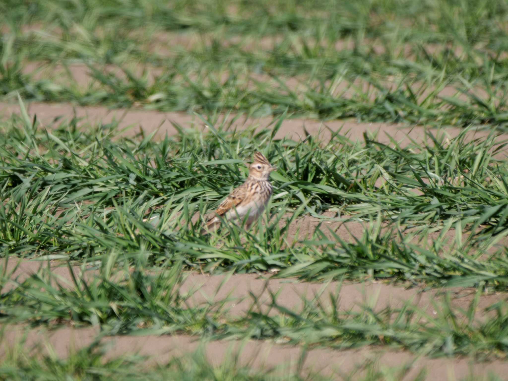 Photo of Eurasian Skylark at 七つ洞公園 by 栗もなか