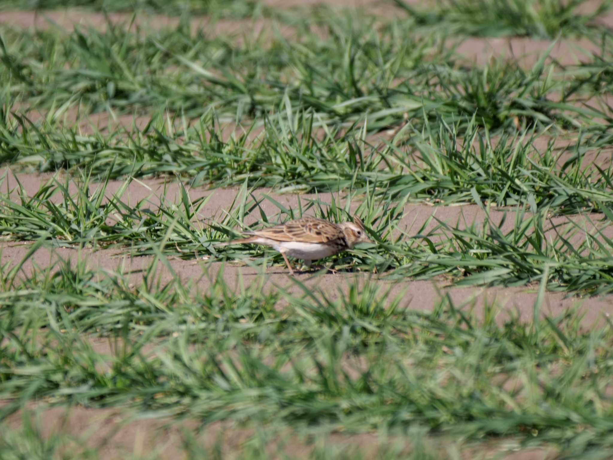 Photo of Eurasian Skylark at 七つ洞公園 by 栗もなか