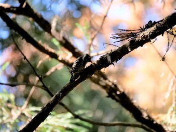 コゲラ 七つ洞公園 2019年2月18日(月)