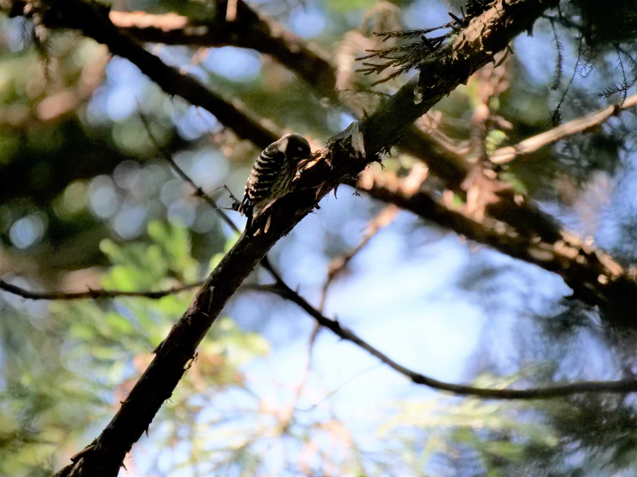 Photo of Japanese Pygmy Woodpecker at 七つ洞公園 by 栗もなか