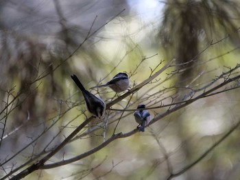 2019年2月18日(月) 七つ洞公園の野鳥観察記録