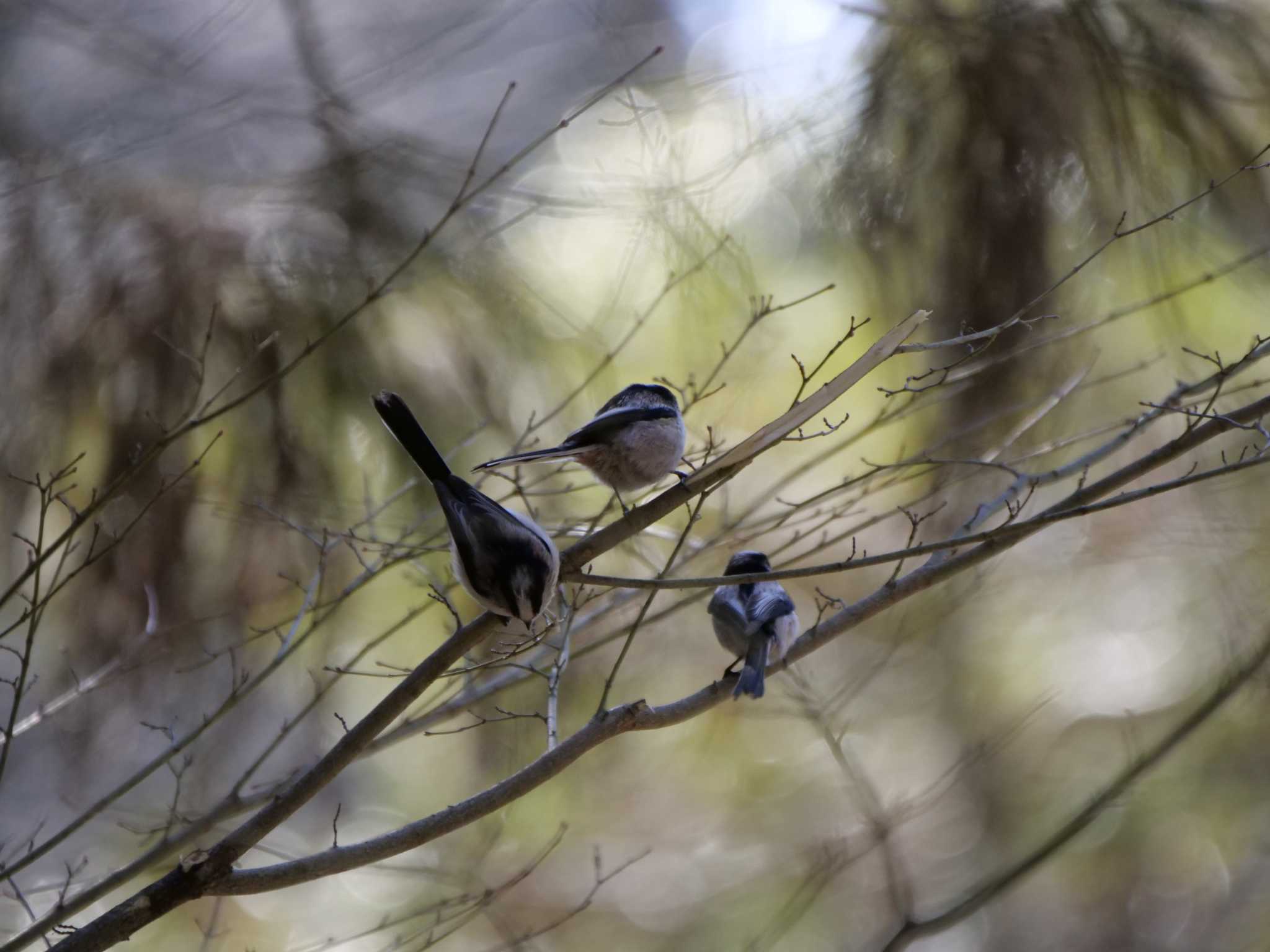 Photo of Long-tailed Tit at 七つ洞公園 by 栗もなか