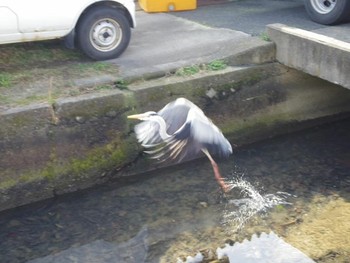 Grey Heron 宮津 Mon, 2/18/2019