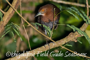 Slaty-legged Crake Ishigaki Island Mon, 2/18/2019