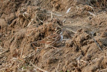 Rustic Bunting Maioka Park Sun, 2/17/2019