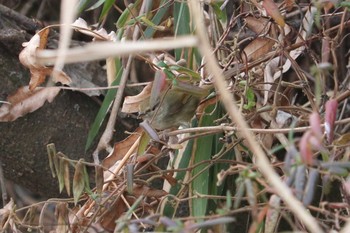 ウグイス 舞岡公園 2019年2月17日(日)