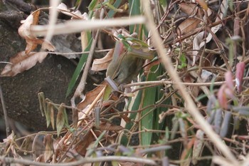 Japanese Bush Warbler Maioka Park Sun, 2/17/2019