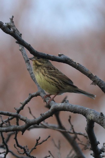 アオジ 舞岡公園 2019年2月17日(日)