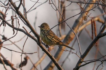 Masked Bunting Maioka Park Sun, 2/17/2019