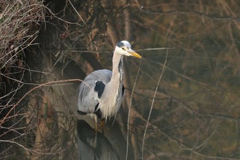 アオサギ 舞岡公園 2019年2月17日(日)