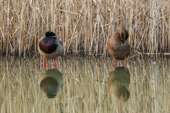 2019年2月17日(日) 舞岡公園の野鳥観察記録