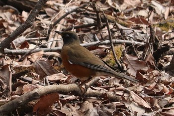 アカハラ 舞岡公園 2019年2月17日(日)