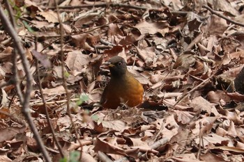 アカハラ 舞岡公園 2019年2月17日(日)