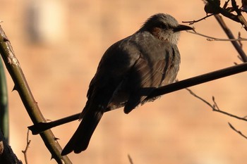 Brown-eared Bulbul 自宅庭 Mon, 2/18/2019