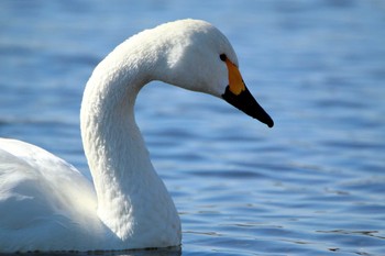 コハクチョウ 埼玉県 2019年2月18日(月)