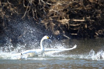 コハクチョウ 埼玉県 2019年2月18日(月)