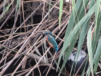 Common Kingfisher 伝宇川 Sun, 9/9/2018