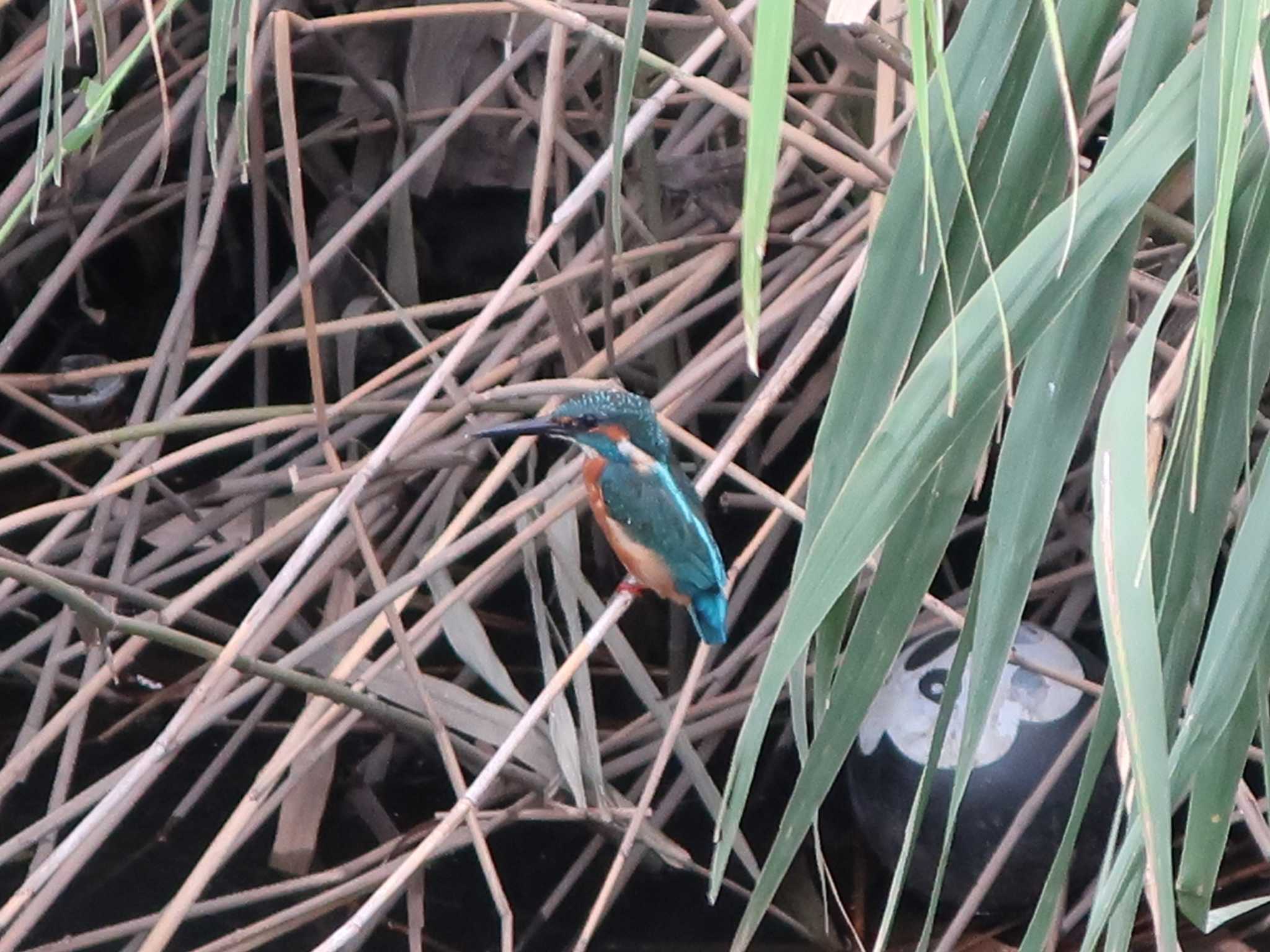 Photo of Common Kingfisher at 伝宇川 by どばと