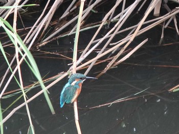 Common Kingfisher 伝宇川 Sun, 9/9/2018