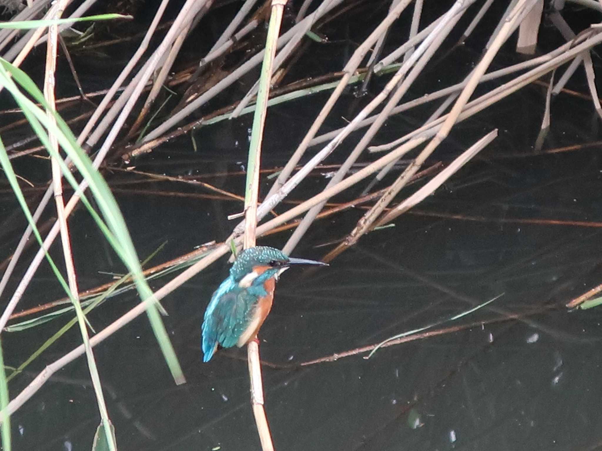 Photo of Common Kingfisher at 伝宇川 by どばと