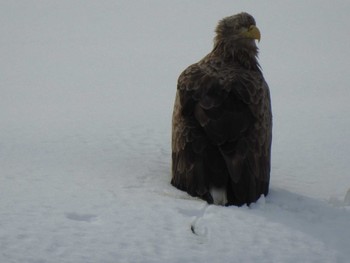 オジロワシ 札幌市内 2019年2月19日(火)