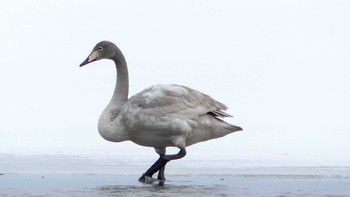 2019年2月19日(火) ウトナイ湖の野鳥観察記録