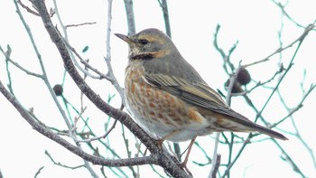 ハチジョウツグミ ウトナイ湖 2019年2月19日(火)