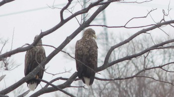 2019年2月19日(火) 勇払原野の野鳥観察記録