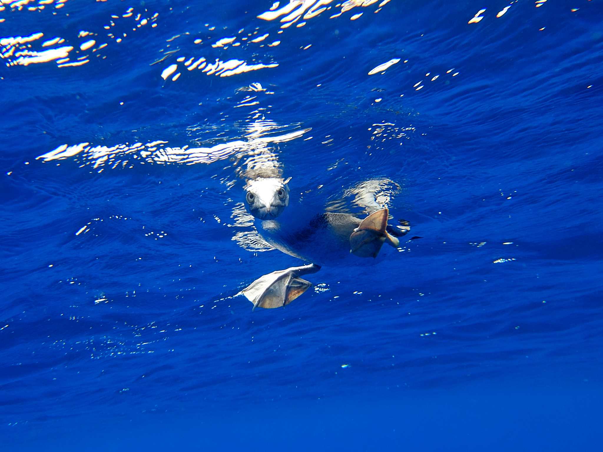 Brown Booby