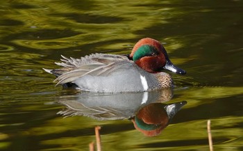 アメリカコガモ 水元公園 2019年2月18日(月)