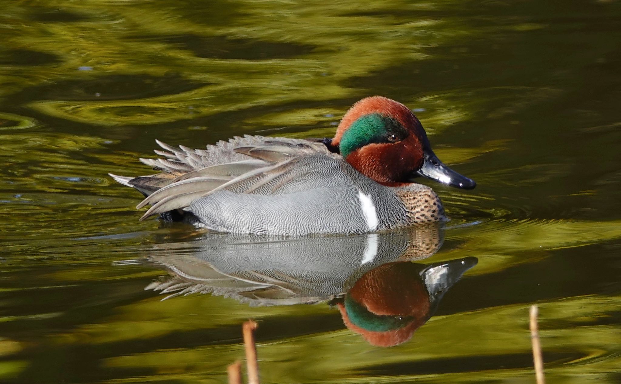 Photo of Green-winged Teal at Mizumoto Park by のどか