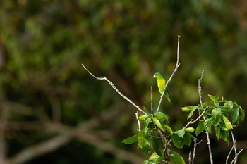 Orange-chinned Parakeet Gamboa Thu, 1/3/2019