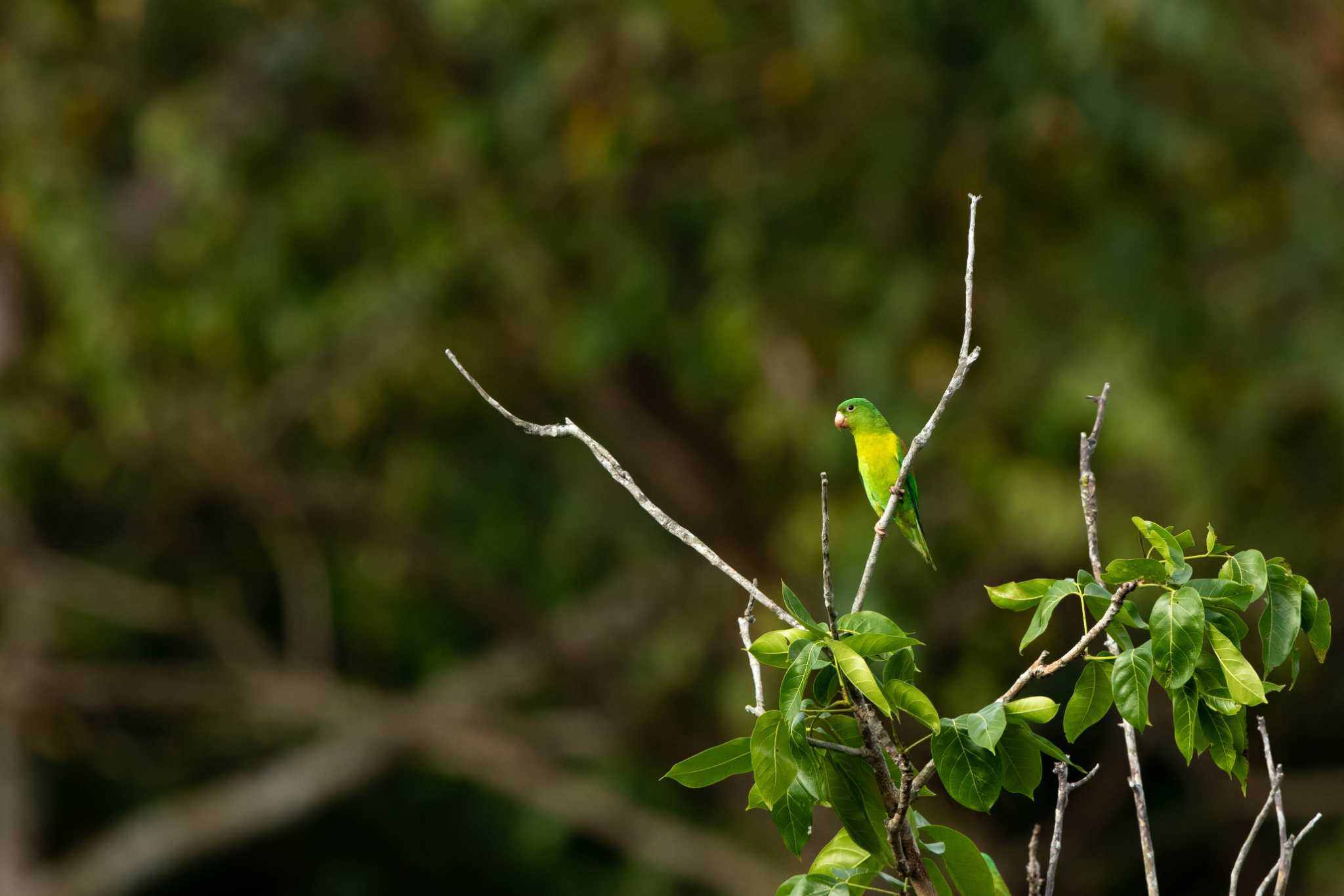 Orange-chinned Parakeet