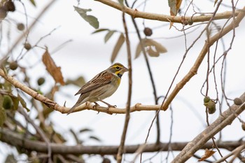 Wed, 1/9/2019 Birding report at El Chiru