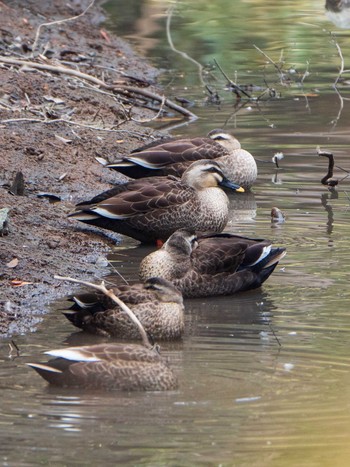 カルガモ 六義園 2019年2月16日(土)