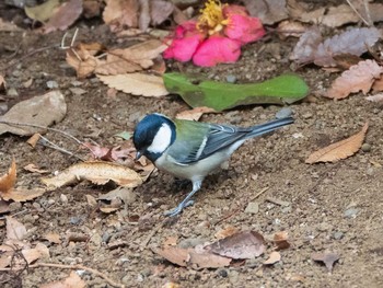 シジュウカラ 六義園 2019年2月16日(土)