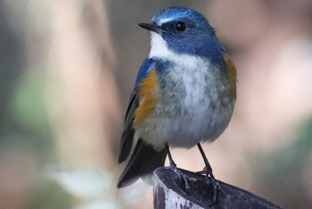 Red-flanked Bluetail 東京都多摩地域 Mon, 2/18/2019