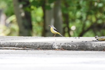 Fri, 6/9/2017 Birding report at Yanagisawa Pass