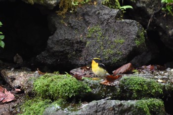 Narcissus Flycatcher 大洞の水場 Fri, 6/9/2017