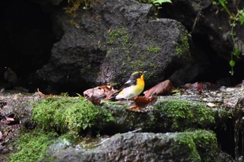 Narcissus Flycatcher 大洞の水場 Fri, 6/9/2017